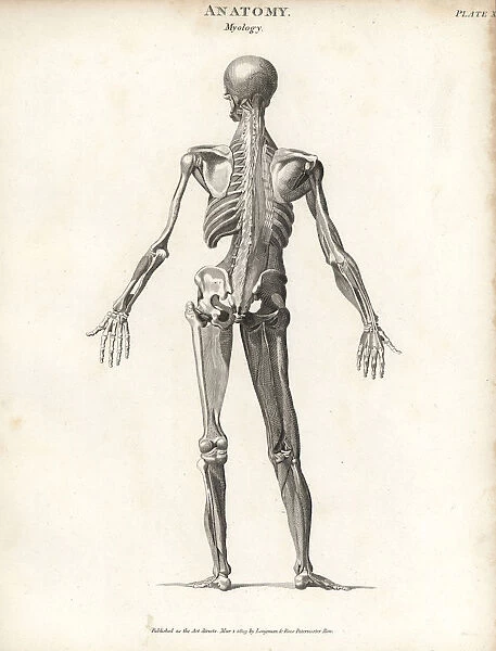 Anatomy of human musculature