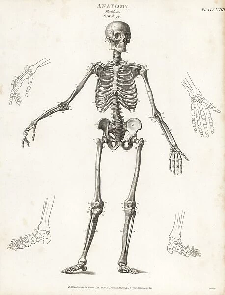 Anatomy of the human skeleton