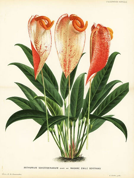 Anthurium scherzerianum, Madame Emile Bertrand variety