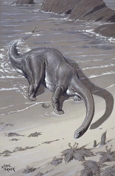 Apatosaurus, previously known as Brontosaurus