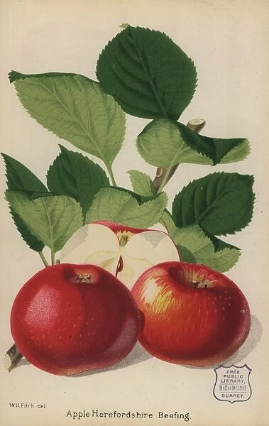 Apple variety, Herefordshire Beefing, Malus domestica