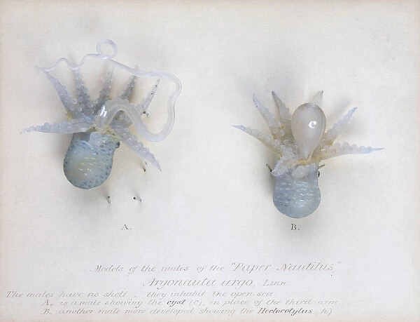 Argonauta argo (males), octopus