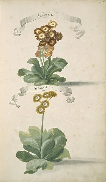 Auricula sp. primrose