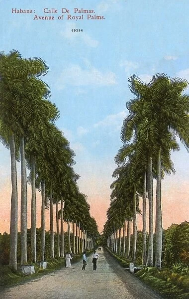 Avenue of Royal Palms, Havana, Cuba