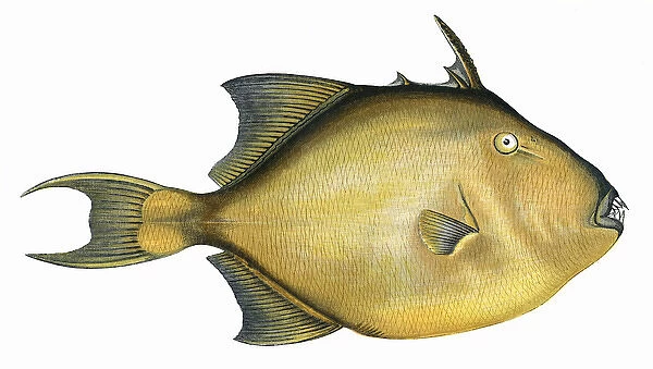 Balistes capriscus, or Grey Triggerfish