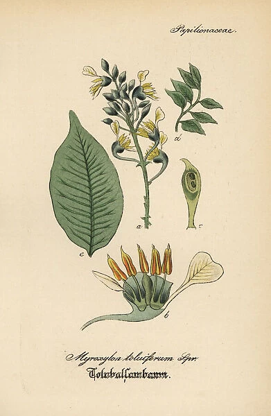 Balsam of Peru, Myroxylon balsamum