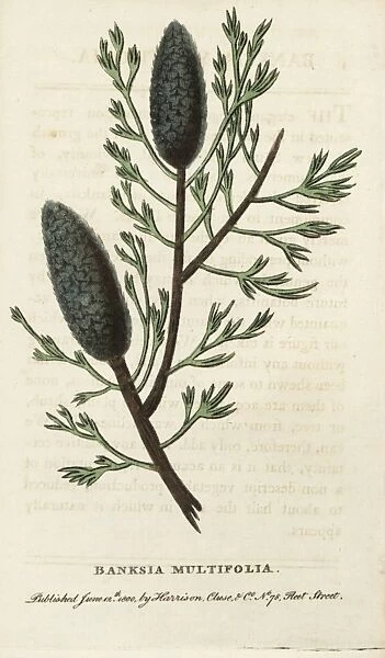 Banksia multifolia, unknown species of Banksia