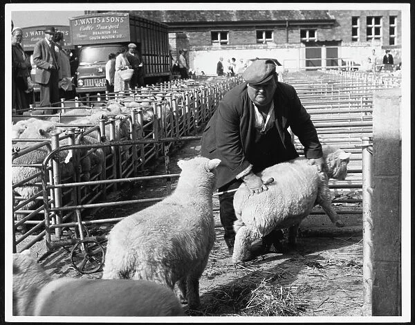 Barnstaple Sheep Market