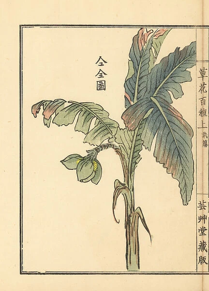 Bashou or Japanese banana tree, Musa basjoo