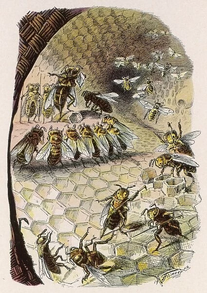 Beehive Scene 1902