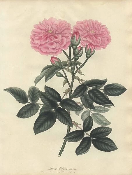 Belgian rose, Rosa Belgica blanda