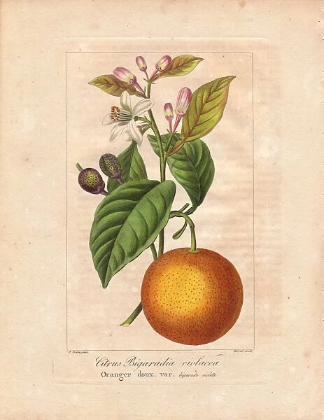 Bigarade bitter orange, Citrus x aurantium