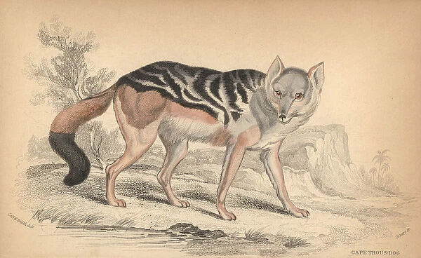 Black-backed jackal, Canis mesomelas