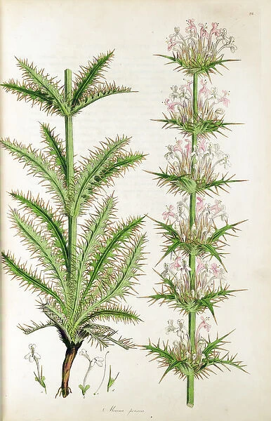 Botanical illustration Morina persica from Sibthorp
