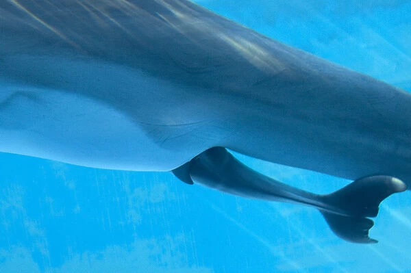 Bottlenose Dolphin - birth process has started