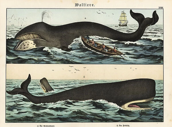 Bowhead whale and cachelot