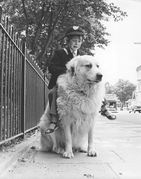 Boy riding dog to school