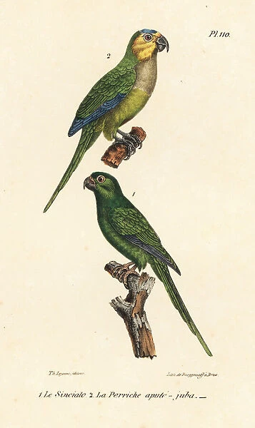 Brown-throated parakeet and long-tailed green
