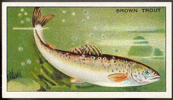 Brown Trout  /  Morris  /  1928