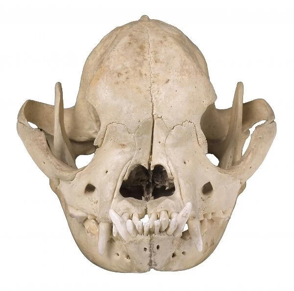 Bulldog cranium 1906