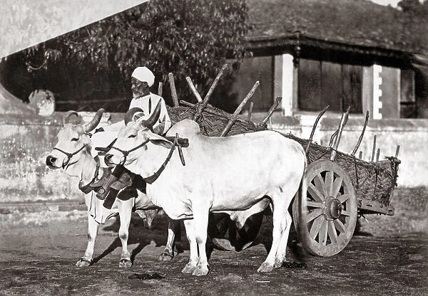Bullock cart and handler, India, c. 1890