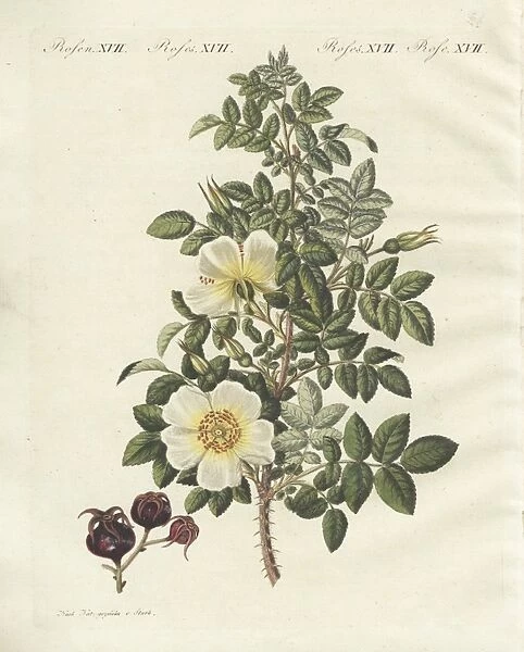 Burnet rose, Rosa spinosissima flore flavo