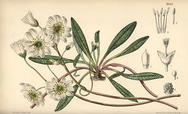 Calandrinia oppositifolia, white flower native