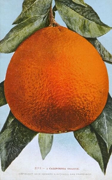 California, USA - A large Orange, ripe for the picking