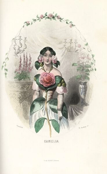 Camellia flower fairy, Camellia japonica