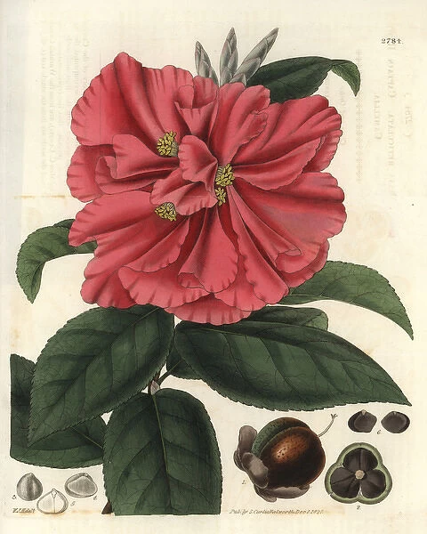 Camellia reticulata, Captain Rawes camellia