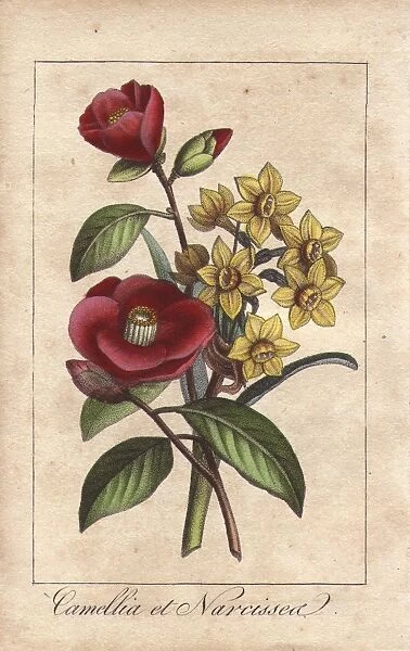 Camellias and daffodils, Camellia japonica