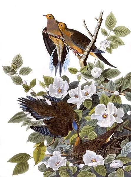 Carolina Turtle Dove, by John James Audubon