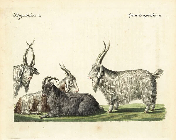 Cashmere goats and sheep
