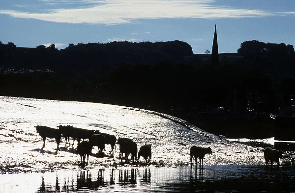 Cattle wade in the River Dee at low water in Kirkcudbright
