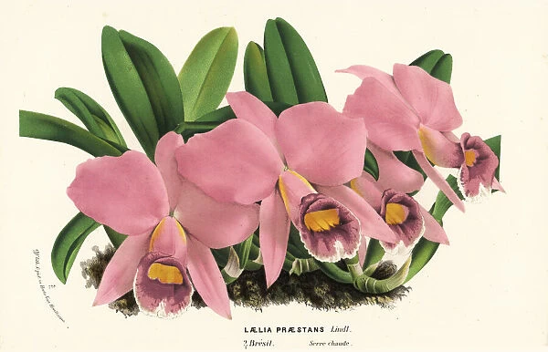 Cattleya praestans orchid
