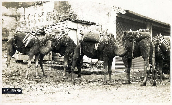 Chanakkale (Chanak, formerly Dardanellia ) on the Turkish Dardanelles coast (Gallipoli Peninsula) - A Camel Train. The correspondent of this card notes that the camels 'look nice, but OH how they stink and they make the footpaths SO slushy'