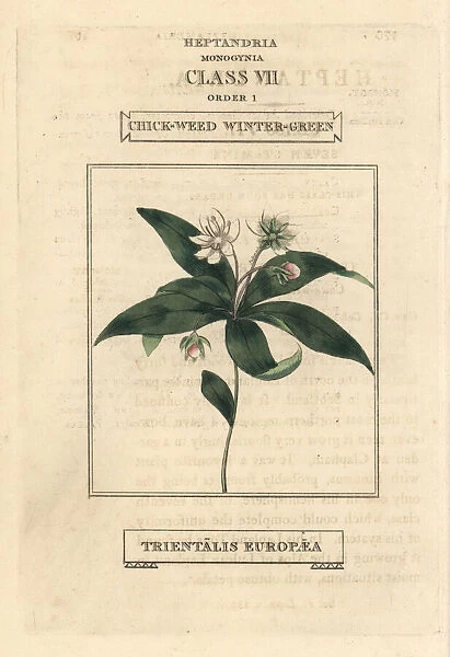 Chickweed wintergreen, Lysimachia europaea
