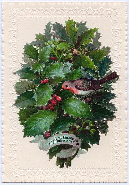 Clump of holly on a Christmas and New Year card