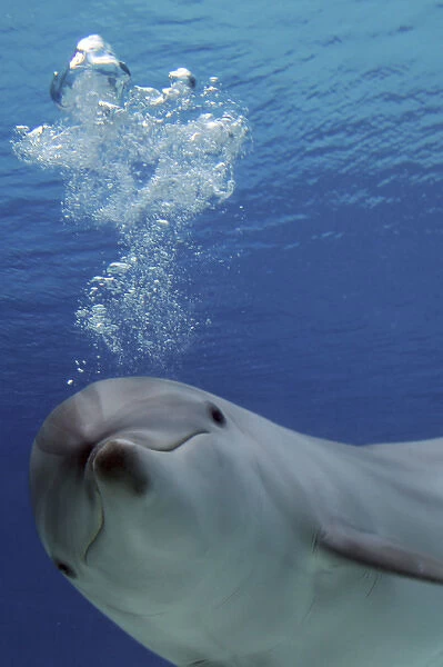 Common Bottlenose Dolphin - with air bubbles