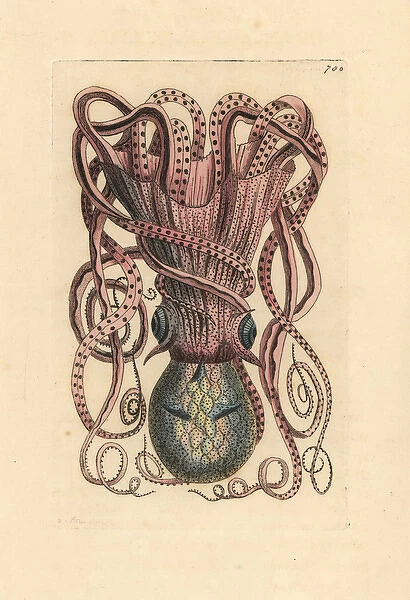 Common octopus, Octopus vulgaris