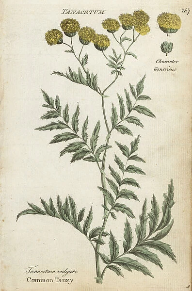 Common tansy, Tanacetum vulgare