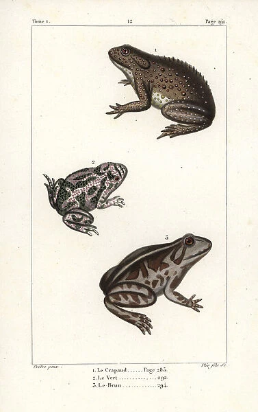 Common toad, European green toad, and spadefoot toad