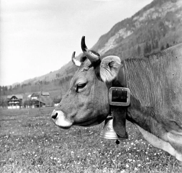Cow with bell