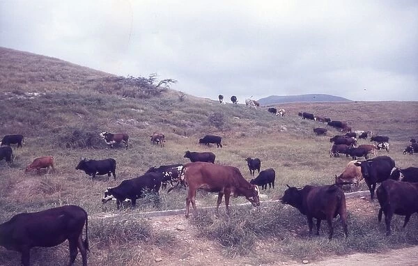Cows grazing in Salalah Oman