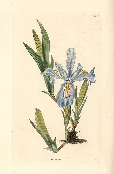 Crested iris, Iris cristata