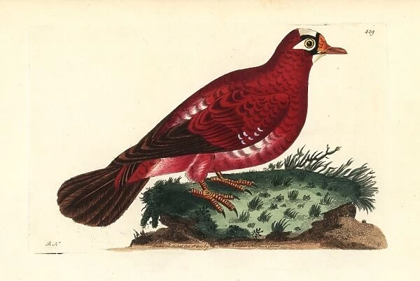 Crimson pigeon, Columba rosea Extinct