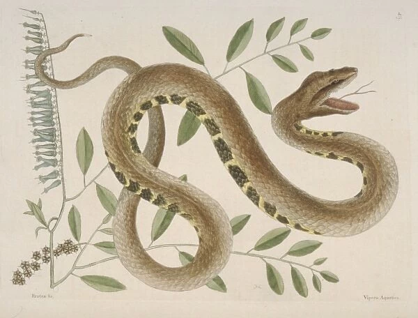 Crotalus sp. water viper