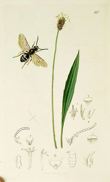 Curtis British Entomology Plate 448