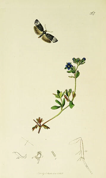 Curtis British Entomology Plate 567