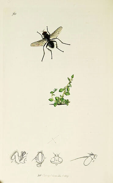 Curtis British Entomology Plate 768